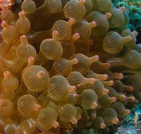 Coral Gardens Dive Site Mooloolaba - Darwin Tourism