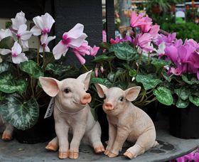 Van Loon's Nursery - Darwin Tourism 2