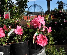 Van Loon's Nursery - Darwin Tourism 1