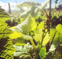 Punt Road Winery - Darwin Tourism