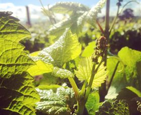 Punt Road Winery - Darwin Tourism 0