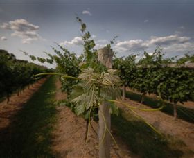 Punt Road Winery - Darwin Tourism 7