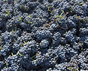 Punt Road Winery - Darwin Tourism 6
