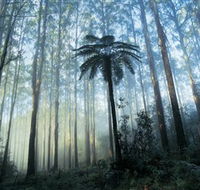 Yarra Ranges National Park - Darwin Tourism