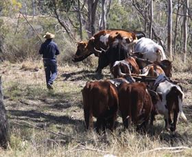 Gleneden Organic Farm And The Gleneden Bullock Team - Darwin Tourism 1