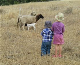 Gleneden Organic Farm And The Gleneden Bullock Team - Darwin Tourism 3
