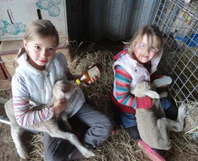 Bathurst Farm Experience - Darwin Tourism 4