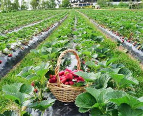 Blue Hills Berries & Cherries - Darwin Tourism 0