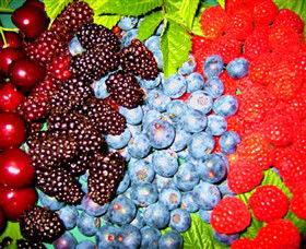 Blue Hills Berries & Cherries - Darwin Tourism 2