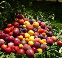 Rayner's Orchard - Darwin Tourism