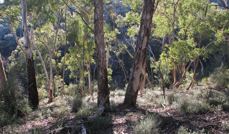 Forest Grove NSW Darwin Tourism