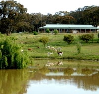 Clearview Alpacas - Darwin Tourism
