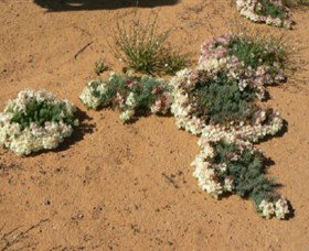 Coorow WA Darwin Tourism