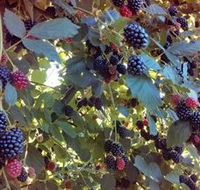 Gunnadoo Berries - Darwin Tourism
