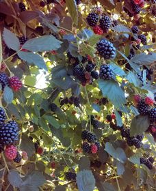 Gunnadoo Berries - Darwin Tourism 0