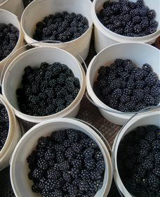 Gunnadoo Berries - Darwin Tourism 3