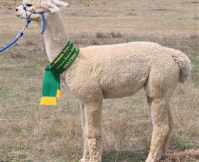Marchmont Park Alpacas - Darwin Tourism 1