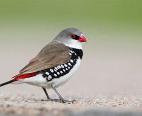 Capertee Valley Bird Trail - Darwin Tourism 1