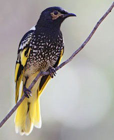 Capertee Valley Bird Trail - Darwin Tourism 4