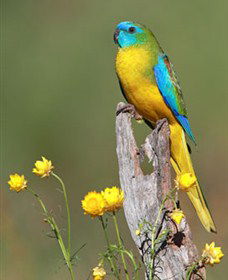 Capertee Valley Bird Trail - Darwin Tourism 5