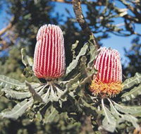 Coorow Wildflower Drive - Darwin Tourism