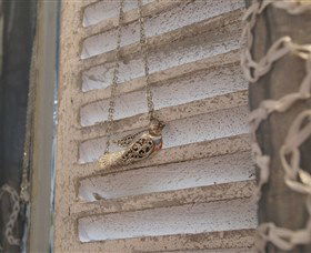 Sacs On Jenkins - Darwin Tourism 6