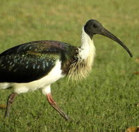 Toowoomba Water Bird Habitat - Darwin Tourism