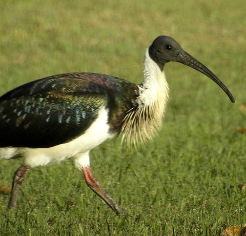 Toowoomba Water Bird Habitat - Darwin Tourism 0