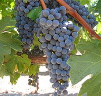 Joshuas Fault Wine - Darwin Tourism