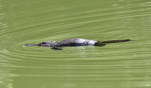 Jenolan River Walking Track - Darwin Tourism 1