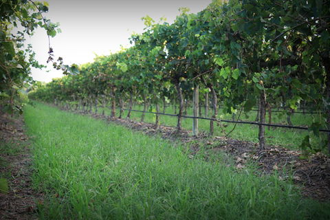 Bunnamagoo Wines - Darwin Tourism 2