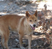 Cohunu Koala Park - Darwin Tourism