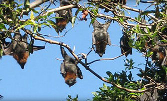 Blackbutt Reserve - Darwin Tourism 1