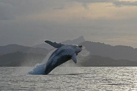 Byron Bay Whale Watching - Darwin Tourism 1