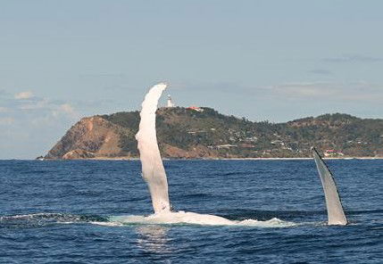 Byron Bay Whale Watching - Darwin Tourism 3