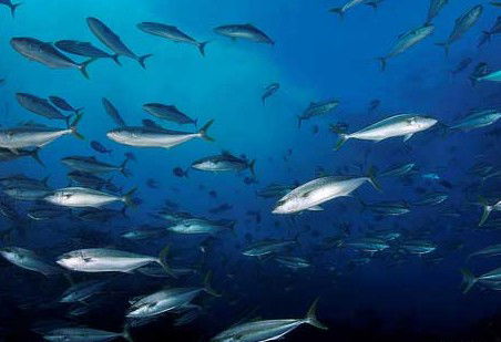 Byron Bay Dive Centre - Darwin Tourism 2