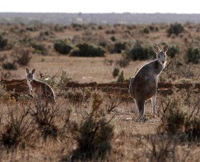 Silver City Tours - Darwin Tourism 1