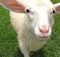 Golden Ridge Animal Farm - Darwin Tourism