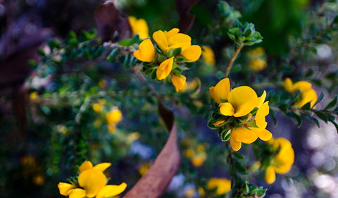 Canoelands Ridge Walking Track - Darwin Tourism 2