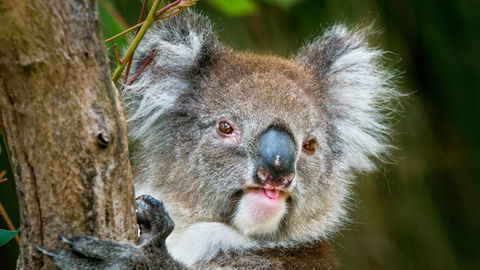 Brisbane Water National Park - Darwin Tourism 2