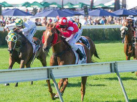 Morphettville Racecourse - Darwin Tourism 2
