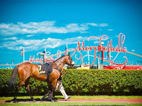 Morphettville Racecourse - Darwin Tourism 3