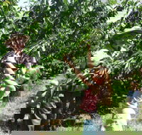 Forest Range Cherries - Darwin Tourism