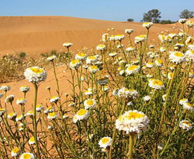 Perry Sandhills - Darwin Tourism 1