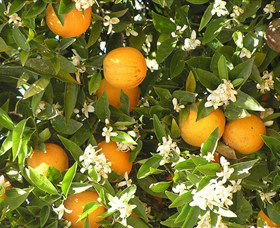 Orange World - Darwin Tourism 2
