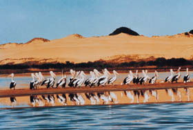 Coorong National Park - Darwin Tourism 0