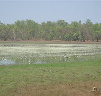 Leaning Tree Lagoon Nature Park - Darwin Tourism