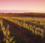Ralph Fowler Wines - Darwin Tourism