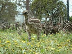 Avenue Emus - Darwin Tourism 1