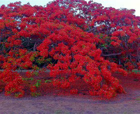 George Brown Darwin Botanic Gardens - Darwin Tourism 1